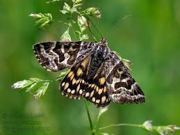 Attēlu rezultāti vaicājumam “Callistege mi”