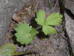 Attēlu rezultāti vaicājumam “Agrimonia pilosa leaf”