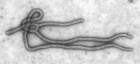 för <b>hemorragisk feber</b>. www.smittskyddsinstitutet.se