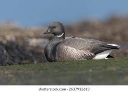 Attēlu rezultāti vaicājumam “Branta bernicla adult”