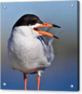 Image result for Sterna forsteri