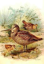 Attēlu rezultāti vaicājumam “Scolopax rusticola eggs”