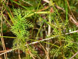 Attēlu rezultāti vaicājumam “Cribraria costata stalked”