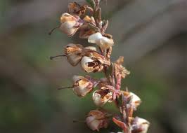 Attēlu rezultāti vaicājumam “Calluna vulgaris bud”