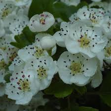 Attēlu rezultāti vaicājumam “Crataegus x macrocarpa”