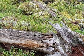 Attēlu rezultāti vaicājumam “Hertelidea botryosa”