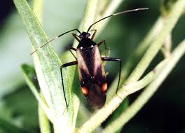 Attēlu rezultāti vaicājumam “Adelphocoris seticornis”