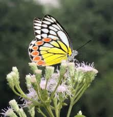 Attēlu rezultāti vaicājumam “Euphydrias aurinia upperside”