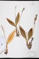 Attēlu rezultāti vaicājumam “Liparis loeselii fruit”