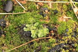 Attēlu rezultāti vaicājumam “Hypnum cupressiforme sporophyte”