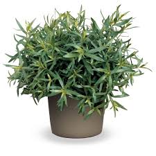Image result for Artemisia dracunculus