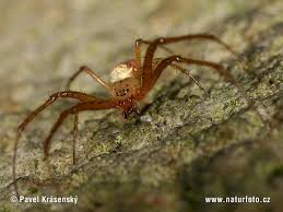 Attēlu rezultāti vaicājumam “Metellina segmentata”