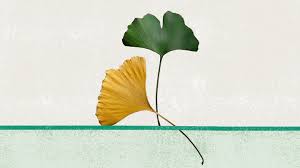 Attēlu rezultāti vaicājumam “Ginkgo biloba”