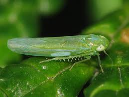 Attēlu rezultāti vaicājumam “Empoasca sp.”