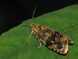 Attēlu rezultāti vaicājumam “Celypha siderana”