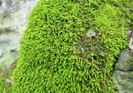 Attēlu rezultāti vaicājumam “Anomodon longifolius”