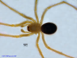 Attēlu rezultāti vaicājumam “Linyphiidae”