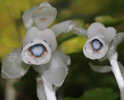 Attēlu rezultāti vaicājumam “Ericaceae”
