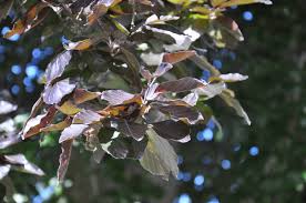 Attēlu rezultāti vaicājumam “Fagus sylvatica fo. purpurea male flower”