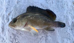 Image result for Epinephelus morio