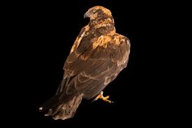 Attēlu rezultāti vaicājumam “Circus aeruginosus”