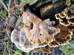 Attēlu rezultāti vaicājumam “Hymenochaete rubiginosa”