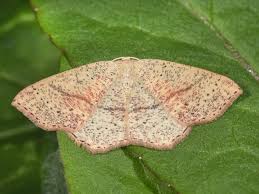 Attēlu rezultāti vaicājumam “Cyclophora punctaria”