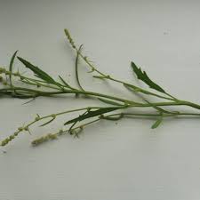 Attēlu rezultāti vaicājumam “Atriplex littoralis leaf”