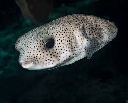 Image result for Diodon hystrix