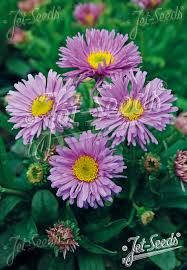 Image result for Aster alpinus