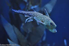 Image result for Hydrolagus colliei