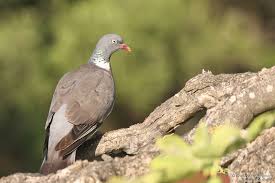 Attēlu rezultāti vaicājumam “Columba palumbus adult”