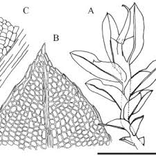 Attēlu rezultāti vaicājumam “Fissidens bryoides sporophyte”