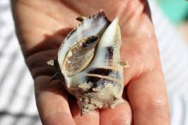 Image result for Melongena corona