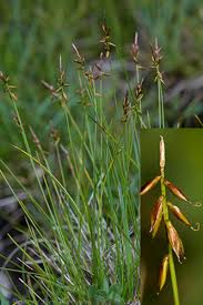 Attēlu rezultāti vaicājumam “Carex pulicaris”