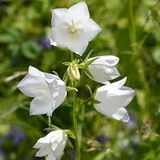 Attēlu rezultāti vaicājumam “Campanula persicifolia leaf”