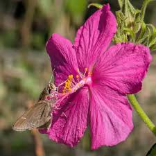 Attēlu rezultāti vaicājumam “Aphelia viburniana”