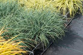 Attēlu rezultāti vaicājumam “Carex panicea”