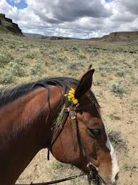 Image result for Kings Ranch Riding School/Club