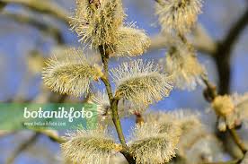 Attēlu rezultāti vaicājumam “Salix caprea male flower”