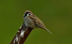 Attēlu rezultāti vaicājumam “Passer montanus adult”