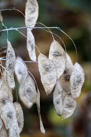 Attēlu rezultāti vaicājumam “Lunaria rediviva fruit”