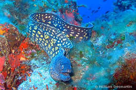 Image result for Diplodus helenae