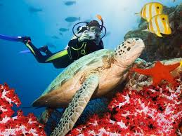 Image result for Seabug Divers