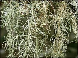 Attēlu rezultāti vaicājumam “Usnea filipendula”