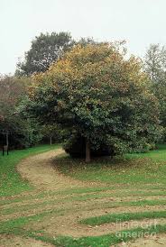 Attēlu rezultāti vaicājumam “Crataegus persimilis”
