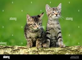 Attēlu rezultāti vaicājumam “Felis silvestris catus juvenile”