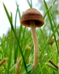 Attēlu rezultāti vaicājumam “Badhamia lilacina young”