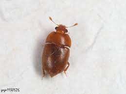 Attēlu rezultāti vaicājumam “Epuraea sp.”