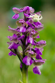 Attēlu rezultāti vaicājumam “Orchis morio”